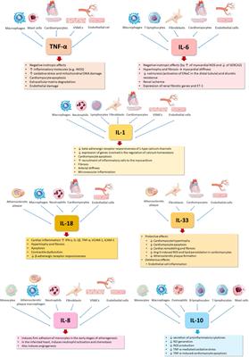 Inflammation in Human Heart Failure: Major Mediators and Therapeutic Targets